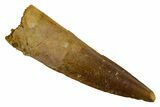 Fossil Spinosaurus Tooth - Real Dinosaur Tooth #346903-1